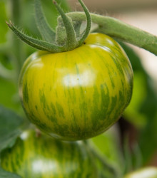 BIO semena rajčete – BIO Rajče Zelená zebra – Solanum lycopersicum