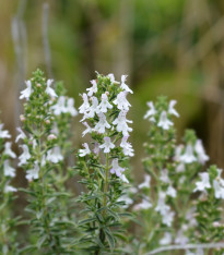 Saturejka horská Bolero - Satureja montana - semena - 500 ks