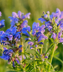 Včelník moldavský - Dracocephalum moldavica - semena - 200 ks