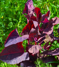 Lebeda zahradní Scarlet - Atriplex hortensis - semena - 60 ks