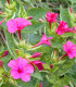 Nocenka jalapovitá Limelight - Mirabilis jalapa - semena - 6 ks