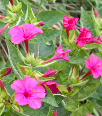 Nocenka jalapovitá Limelight - Mirabilis jalapa - semena - 6 ks