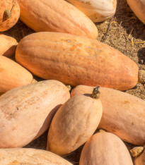 BIO Tykev Pink Jumbo Banana - Cucurbita Maxima - bio semena - 5 ks