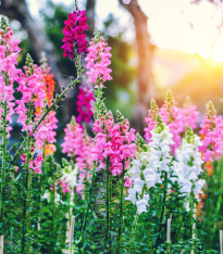 Hledík největší směs - Antirrhinum maximum mix - semena - 400 ks