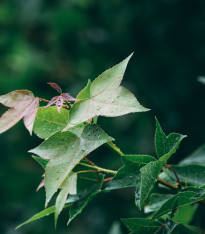 Javor Oblongum - javor himalájský - Acer oblongum - semena - 5 ks