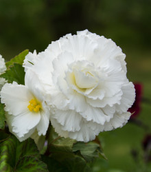 Begonie plnokvětá bílá – Begonia superba – hlízy begonií