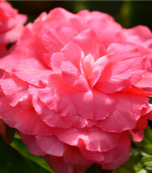 Begonie plnokvětá růžová - Begonia superba - cibuloviny - 2 ks
