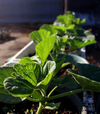 Tykev k roubování Routpower F1 - Cucurbita maxima x moschata - semena - 10 ks