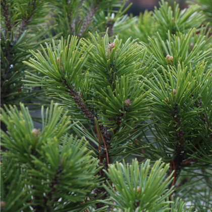 Borovice kleč - Pinus mugo pumilio - semena - 5 ks