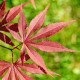 Semena javoru – Javor japonský – Acer palmatum