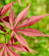 Semena javoru – Javor japonský – Acer palmatum
