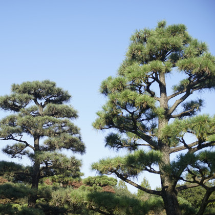 Borovice japonská černá - Pinus thunbergii - semena - 5 ks