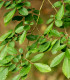 Jilm čínský - Ulmus parvifolia - semena - 10 ks