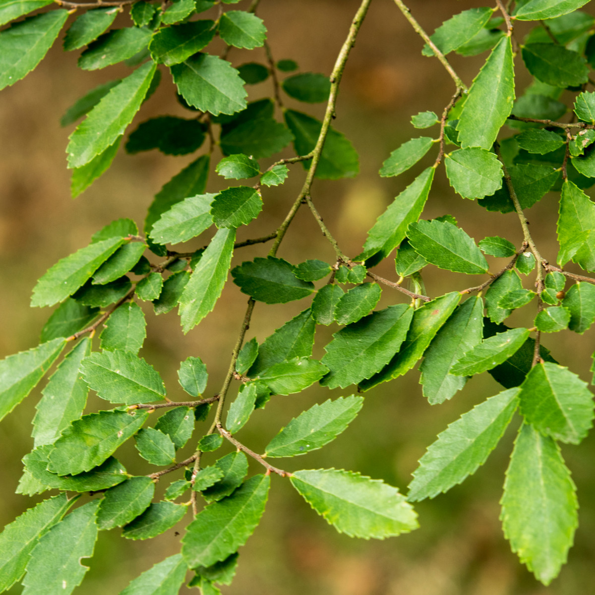 Jilm čínský - Ulmus parvifolia - semena - 10 ks