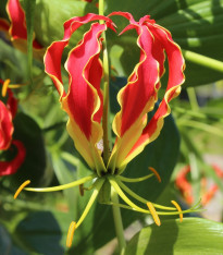 Glorióza - Gloriosa rotschildana - cibuloviny - 1 ks