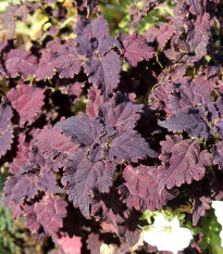 Africká kopřiva Wizard Black Dragon - Coleus blumei - semena - 30 ks