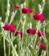 Kohoutek věncový - Lychnis coronaria - semena - 50 ks