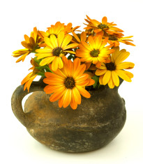 Paprskovka Sunset Shades - Osteospermum - semena - 6 ks