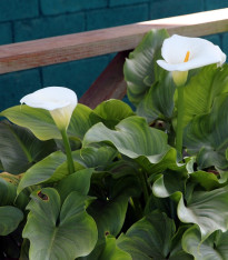 Kala Calgary - Kornoutovka - Zantedeschia - cibuloviny - 1 ks