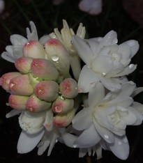 Tuberóza vonná - Polianthes tuberosa - cibuloviny - 1 ks