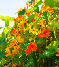 Lichořeřišnice větší Out of Africa - Tropaeolum majus - semena - 15 ks