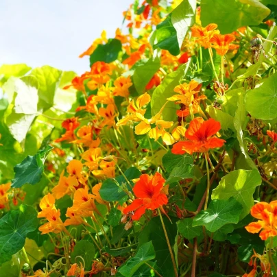 Lichořeřišnice větší Out of Africa - Tropaeolum majus - semena - 15 ks