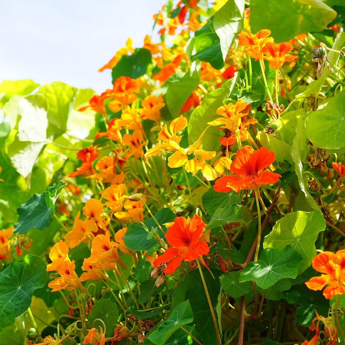 Lichořeřišnice větší Out of Africa - Tropaeolum majus - semena - 15 ks