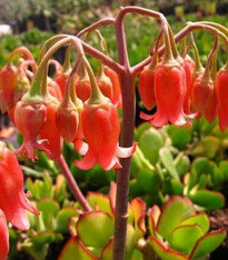 Kotyledon oranžový - Cotyledon - semena - 5 ks