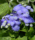 Nestařec Aloha modrý F1 - Ageratum Aloha Blue - semena - 20 ks