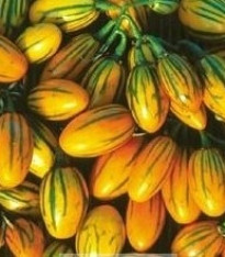 Lilek pruhovaný - Solanum aethiopicum - semena - 6 ks