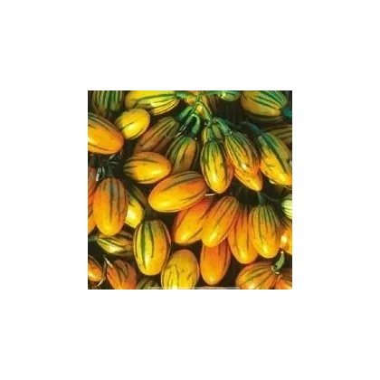 Lilek pruhovaný - Solanum aethiopicum - semena - 6 ks