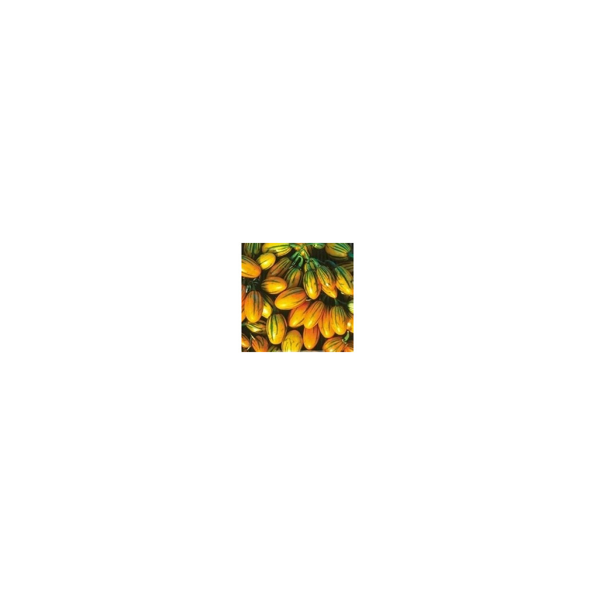 Lilek pruhovaný - semena Lilku - Solanum aethiopicum - 6 ks
