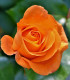Růže velkokvětá pnoucí oranžová - Rosa - prostokořennésazenice - 1 ks