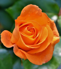 Růže velkokvětá pnoucí oranžová - Rosa - prostokořennésazenice - 1 ks