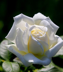 Růže velkokvětá pnoucí bílá - Rosa - prostokořenné sazenice - 1 ks