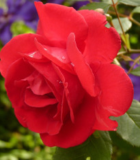 Růže velkokvětá keřová červená - Rosa - prostokořenné sazenice - 1 ks