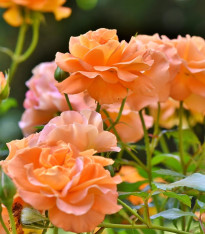 Růže velkokvětá keřová oranžová - Rosa - prostokořenné sazenice - 1 ks