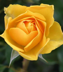 Růže velkokvětá keřová žlutá - Rosa - prostokořenné sazenice - 1 ks