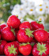 Jahodník Symphony - Fragaria ananassa - prostokořenné sazenice - 5 ks