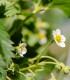Jahodník Pineberry - Fragaria ananassa - prostokořenné sazenice - 2 ks