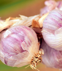 Sadbový česnek Sultop - Allium sativum - paličák - cibule česneku - 1 balení