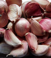 Sadbový česnek Arno - Allium sativum - nepaličák - cibule česneku - 1 balení