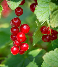 Rybíz červený - Ribes sylvestre - prostokořenné sazenice - 1 ks