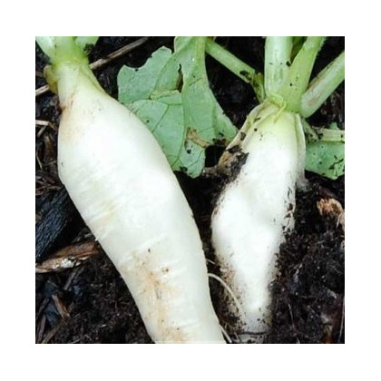 Ředkev bílá delikatesa - semena Ředkve - Raphanus sativus - 60 ks