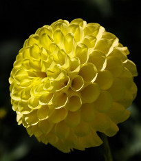 Jiřinka Potgieter - Dahlia - cibuloviny - 1 ks