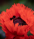 Mák východní Turkenlouis - Papaver orientale - prostokořenné sazenice - 1 ks
