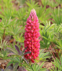 Lupina červená - Lupinus polyphyllus - prostokořenné sazenice - 1 ks
