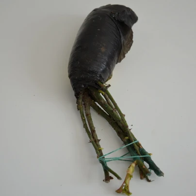 Růže velkokvětá keřová oranžová - Rosa - prostokořenné sazenice - 1 ks