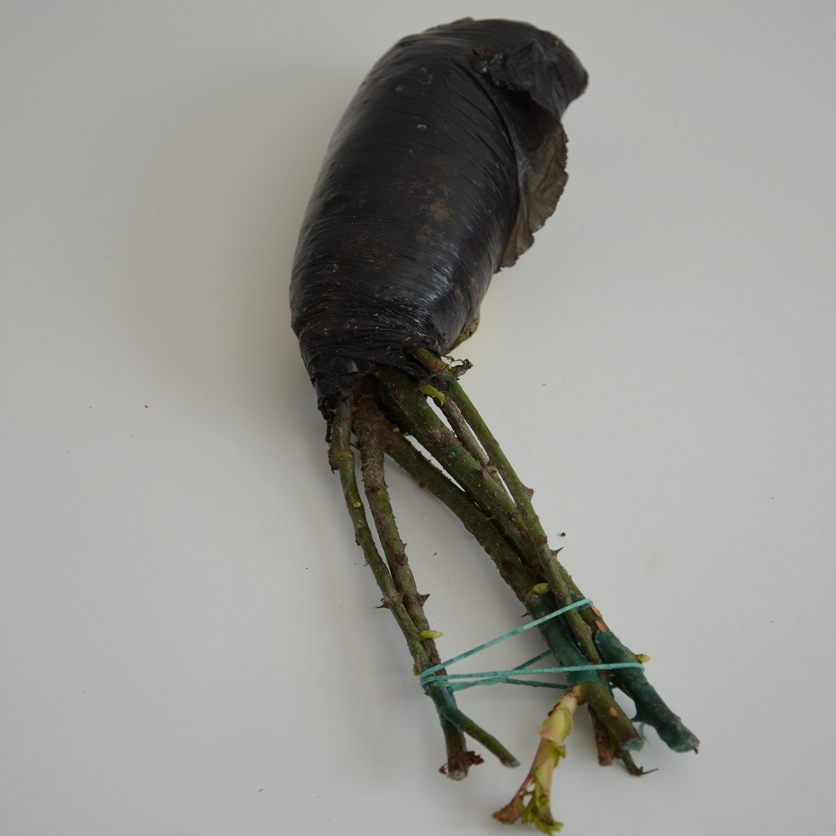 Růže velkokvětá pnoucí tmavě červená - Rosa - prostokořenné sazenice - 1 ks