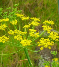 Fenykl sladký - Foeniculum vulgare Mill. - semena - 30 ks